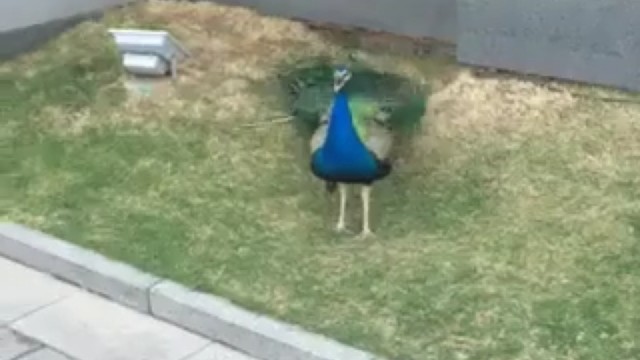 孔雀开屏，财源滚滚