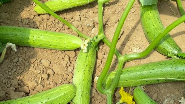 懒人也能种的爬地黄瓜，不用搭架也能结满地