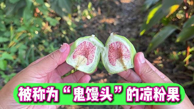 鬼馒头，见过吗？这可是农村美食凉粉果，香港卖到200元一斤