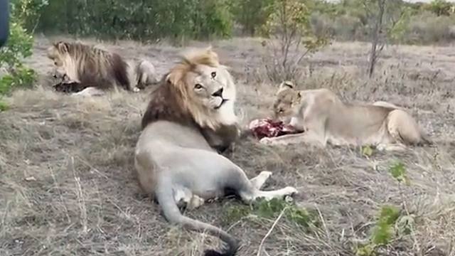 恋爱中的狮子守护女友吃肉，十分警觉！