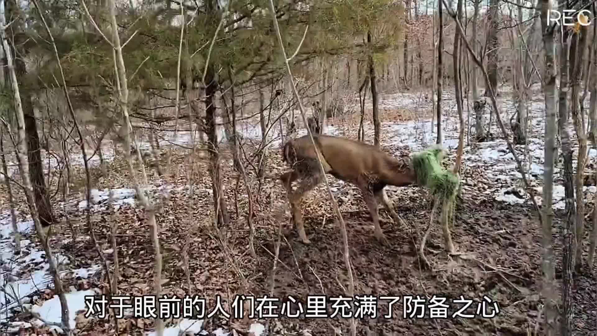 鹿妈妈被网绳给束缚住了，好心的人们暖心营救