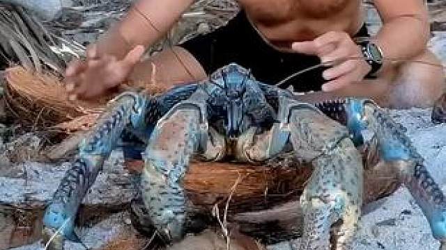 世界上“最大”的螃蟹，体重可达6000克，蟹钳可轻松掰开椰子#椰子蟹 #难得一见 