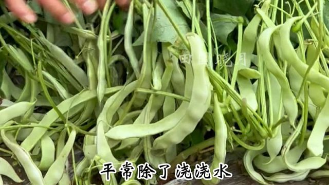 不用搭架也能结满豆角，秋播豆角大家一定要试试