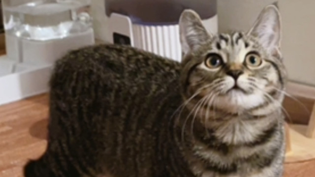 如何召唤一只小猫？