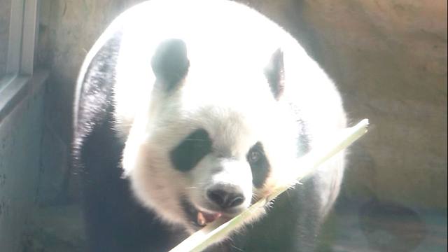 挑到好吃的竹子，当然要先给姨姨看啦