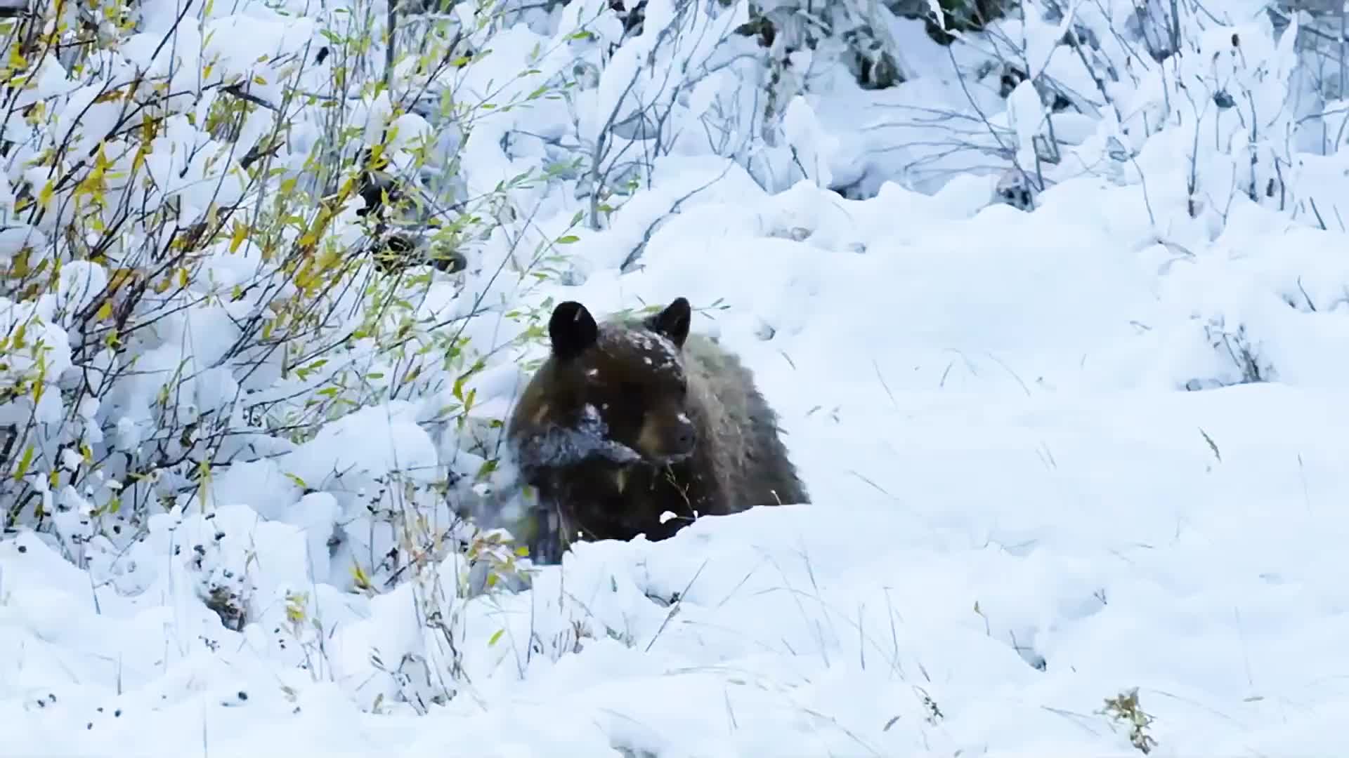 美洲狮为了吃上鸟肉也是拼了