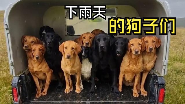 那些让人心情愉悦的动物视频！