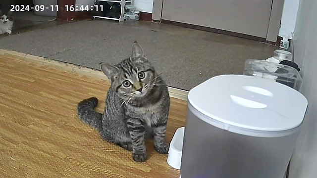 监控下的小猫咪2