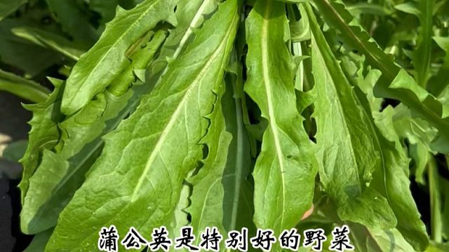 自己种菜追求健康，不妨试试蒲公英