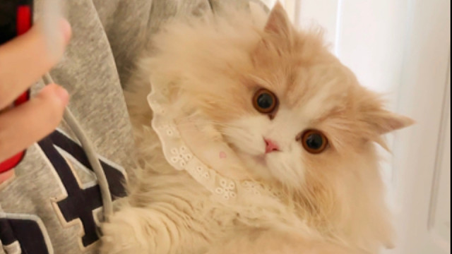 快看我的小猫可不可爱！！！