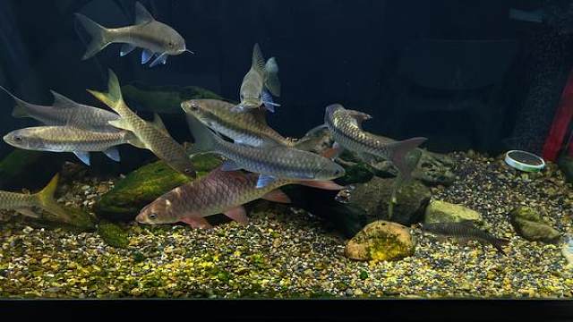 大自然的光#蓝吉罗 #养鱼日记 #观赏鱼 #水族 #原生鱼