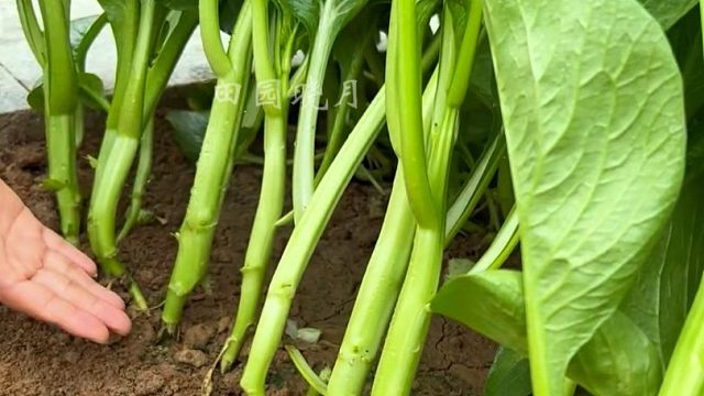 四九菜心这样种