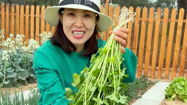 香菜种植方法，分享给大家