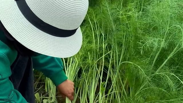 茴香茴香，回口带香，现在正是种植好时候