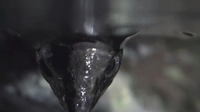 黑神话·河乌：穿越水陆空，鸟中孙悟空