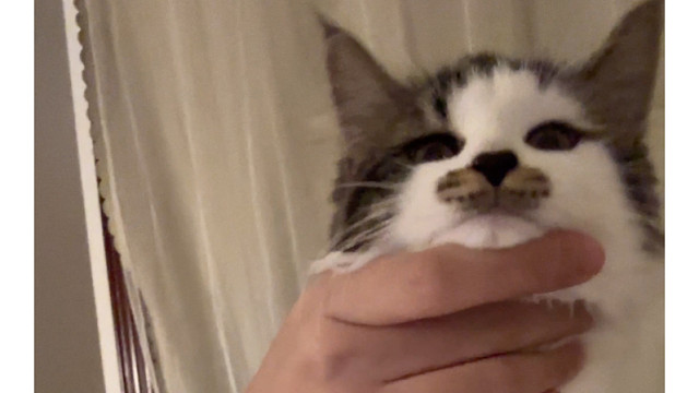 就算下雨也要回去给小猫喂饭！