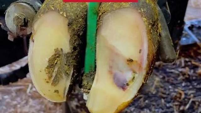 脚底的小血泡让牛牛走路不得不踮着脚#解压 #助眠 #治愈系 #强迫症 #极度舒适