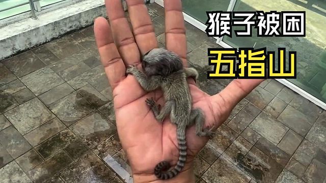 那些长相别致的动物视频！