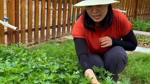 益母草是个宝，朋友们赶紧种起来吧