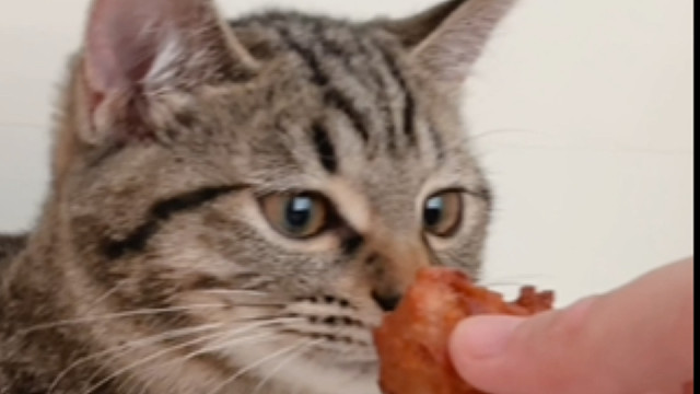 “猫可以有多乖”