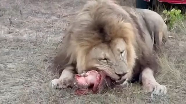 当我站在开饭的狮群中，大气都不敢喘了！