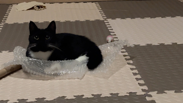 啊啊啊啊我的小猫