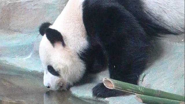 怎么会有这么完美的国宝，连喝水都这么优雅