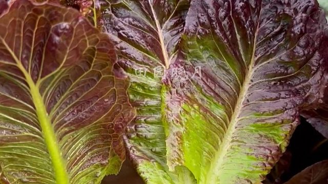 种菜要想不招虫，赶紧种点菜园卫士咖啡菜吧