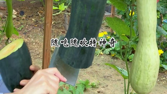 吃多少吹多少，砍了还能接着长