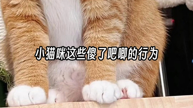 小猫咪这些傻了吧唧的行为都是什么意思