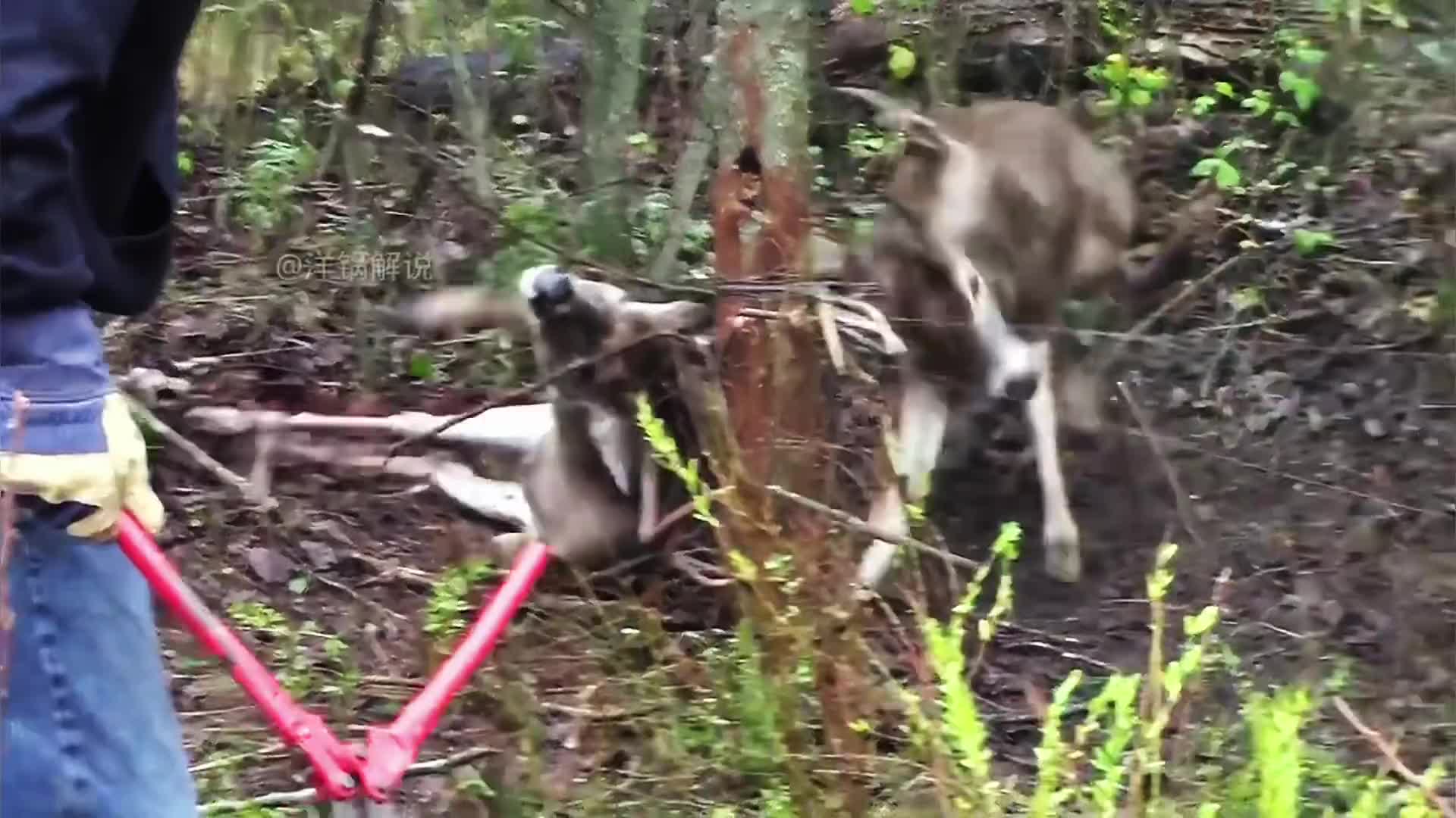 两只麋鹿不幸被铁丝缠绕，大哥暖心救援