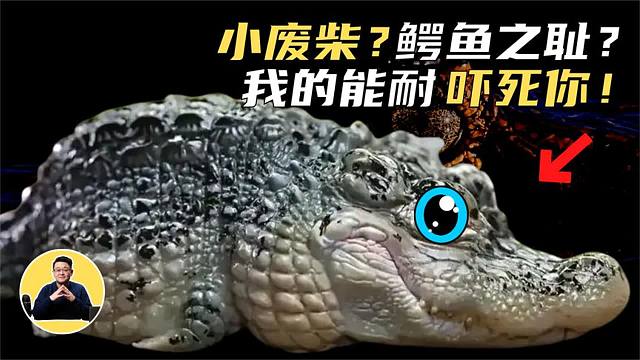 扬子鳄：痴迷旺旺雪饼、打不过大鹅？其实浑身黑科技，是龙族后裔