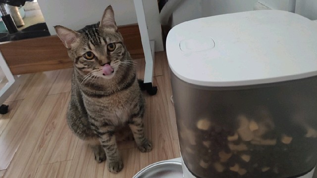 有时候猫咪也挺难猜的