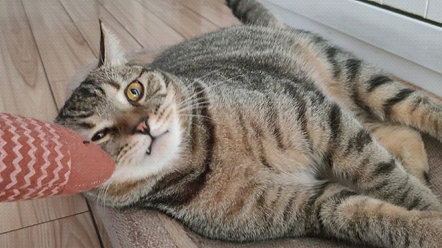 猪咪：敢跟我打架？