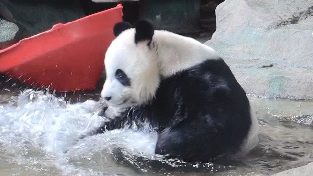 在自己“别墅”里的澡池泡澡，实在是熊生的一种享受！
