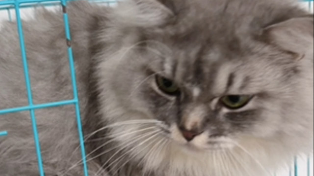 这个猫不是一般猫