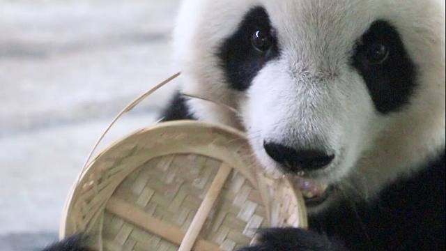 熊猫过中秋，当然要吃竹子月饼啦~