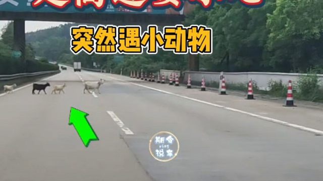 正常行驶，前方突然窜出小动物怎么办？10年老司机也不一定明白