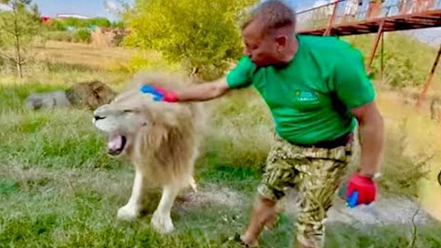 奥列格园长：终于让我rua到白狮子了！