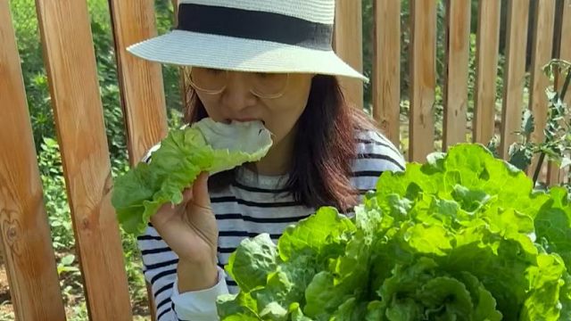 比白菜脆，比油菜香，意大利生菜大家种一些吧