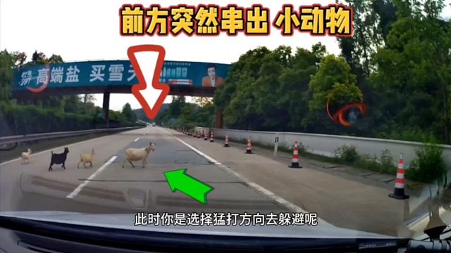 正确行驶，前方突然出现小动物，你是选择撞上去？还是左右避让？