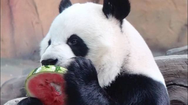 赏花、赏月、赏星巴愿吃西瓜