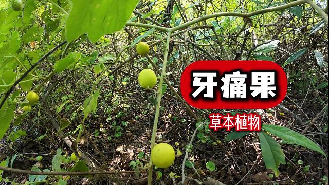 农村路边常见的“牙痛果”，很多人认识，或许你家乡也有哦