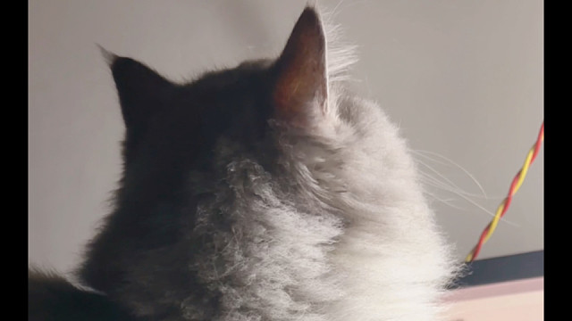 小猫哪懂那么多，只是想跟你在一起罢了