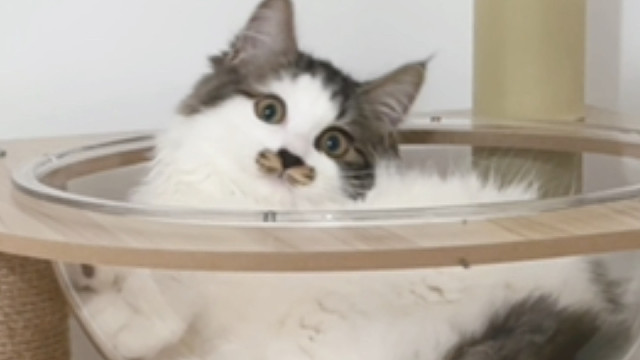 好爱撒娇的小猫