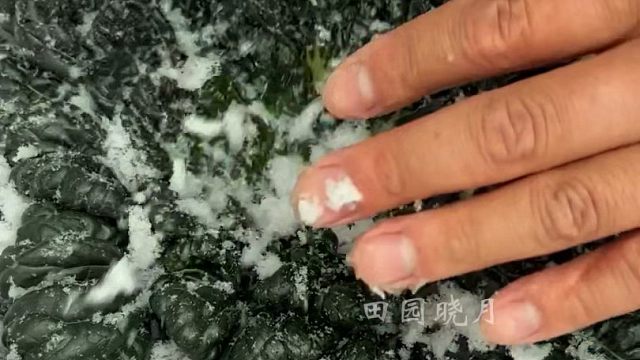 乌塌菜非常耐寒，现在种正合适