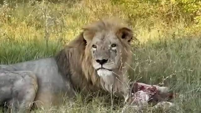 趁狮王吃肉，呲的一下就喷上药了，很快啊！