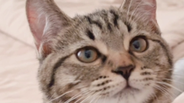 又乖又粘人的小猫哪里找啊