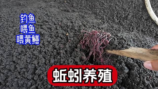 蚯蚓养殖和出货你们有见过吗？城里人肯定没见过，来看看吧