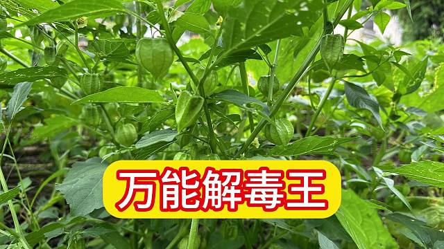 喜欢生长在菜地里的“万能解毒王”，用途这么强大，看看你认识吗